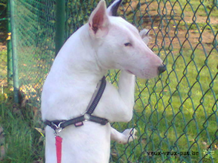 kira bull terrier