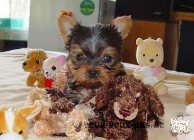 Magnifique chiot yorkshire vaccinée contre bon