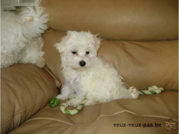 bebes bichon maltais, lof