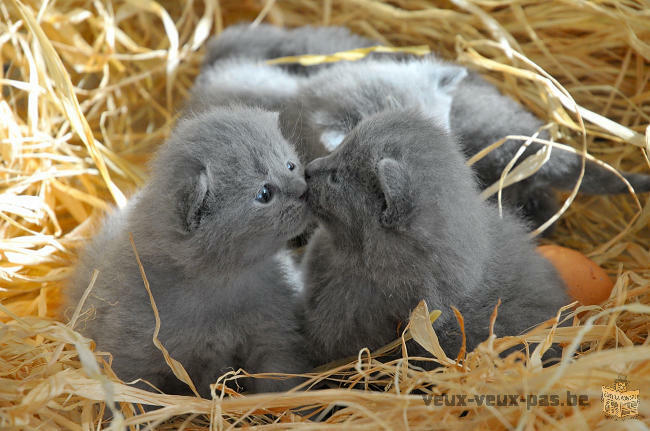 DONNE CHATONS CHARTREUX POUR ADOPTION