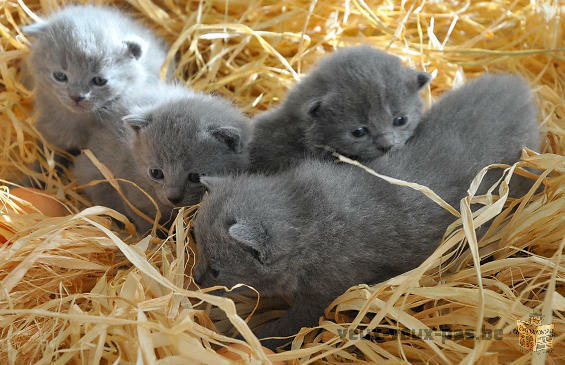 DONNE CHATONS CHARTREUX POUR ADOPTION