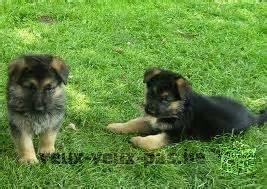 CHIOTS BERGER ALLEMAND