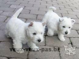 pure race westie, 100% belge ps de importé