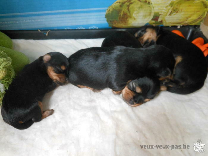 chiots yorkshires femelles