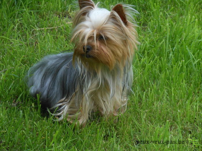 chiots yorkshires femelles