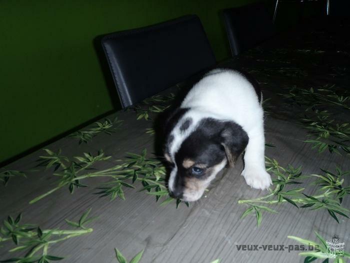 3CHIOTS CHIHUAHUA CROISE JACK RUSSELL TOY A VENDRE