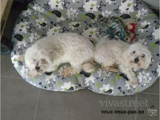 Couple de bichons maltais