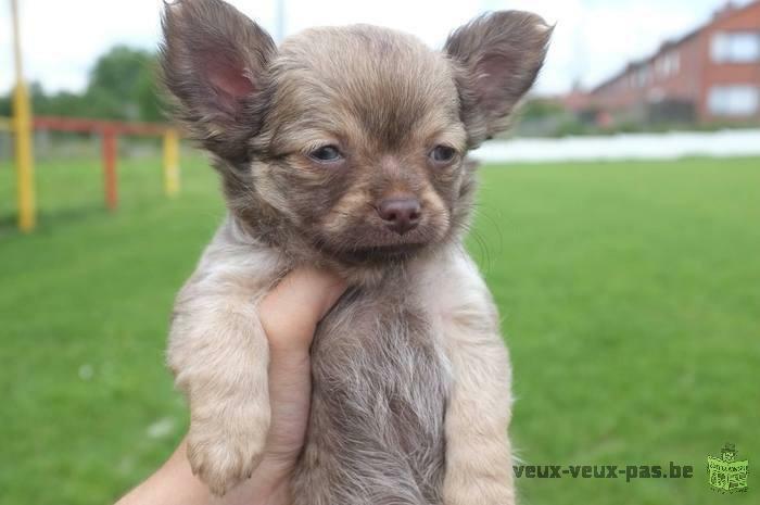 Magnifiques petits chihuahuas à vendre