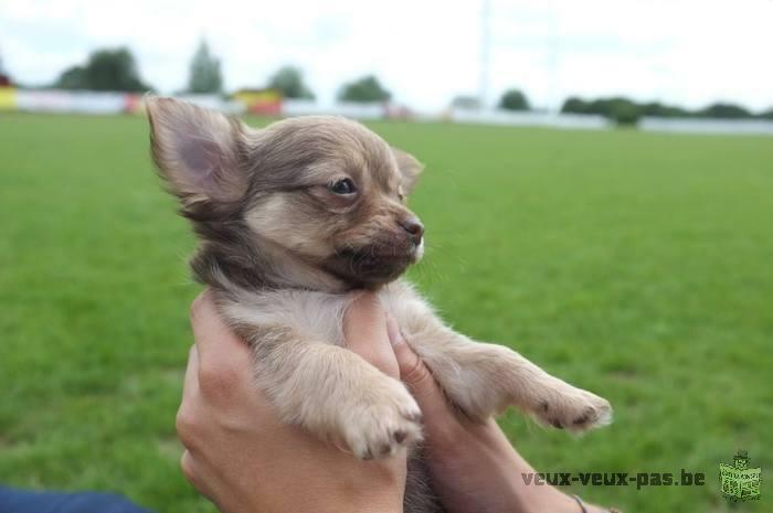 Magnifiques petits chihuahuas à vendre