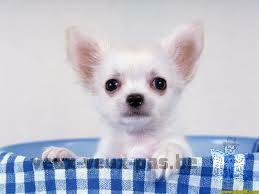 Chiot chihuahua femelle