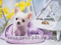 Chiot chihuahua femelle