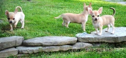 Lieve Chihuahua pups te koop