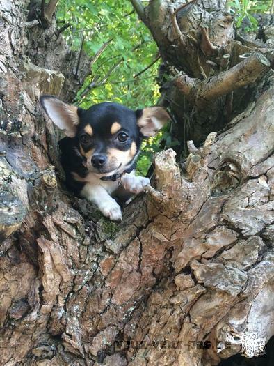 Jeune chiot de 4 mois à vendre