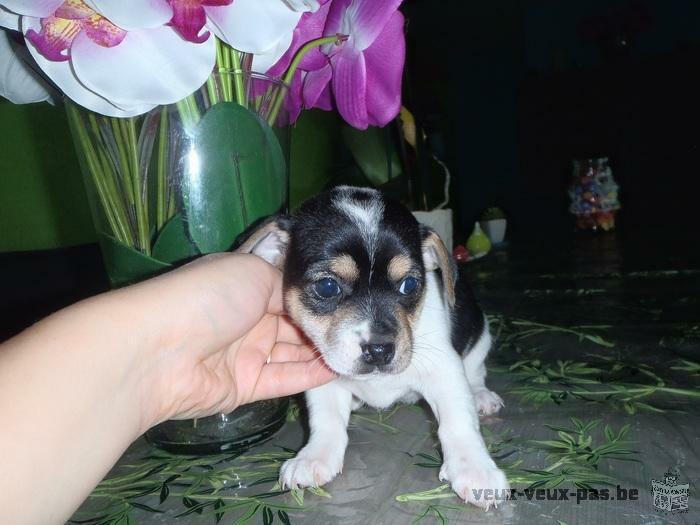 3CHIOTS CHIHUAHUA CROISE JACK RUSSELL TOY A VENDRE