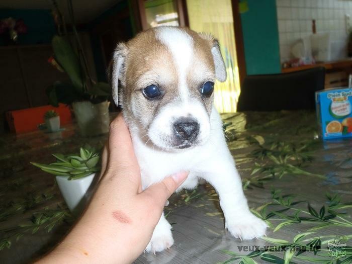 3CHIOTS CHIHUAHUA CROISE JACK RUSSELL TOY A VENDRE