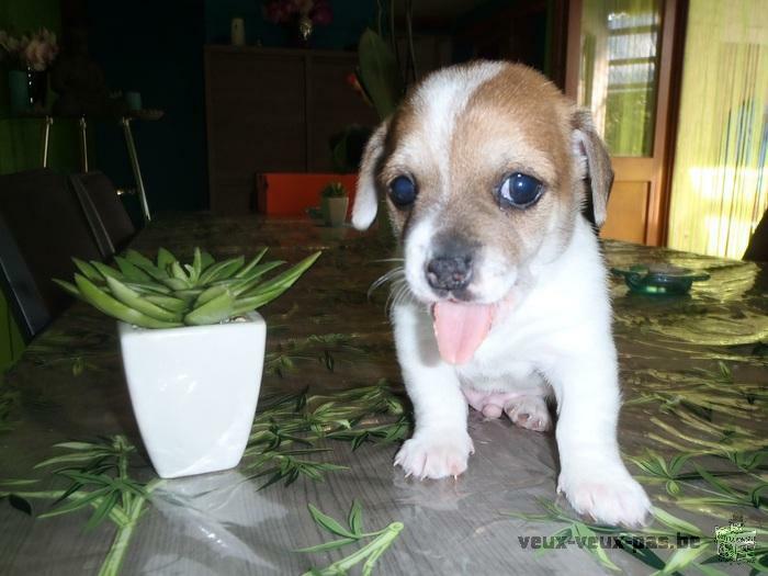 3CHIOTS CHIHUAHUA CROISE JACK RUSSELL TOY A VENDRE