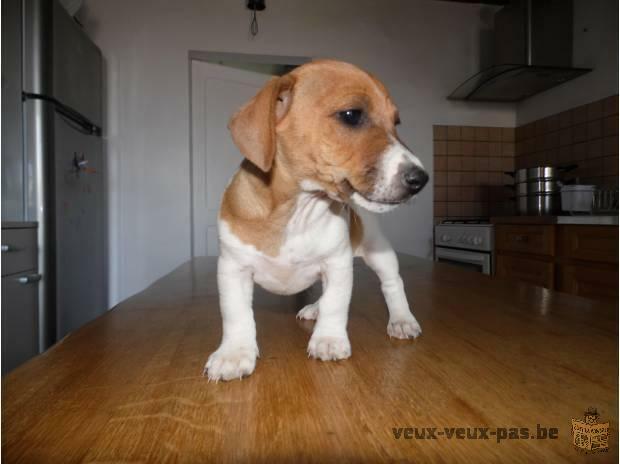 CHIOT JACK RUSSEL MÂLE