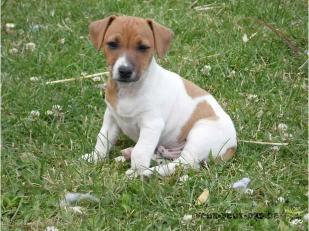 CHIOT JACK RUSSEL MÂLE