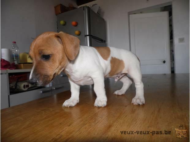 CHIOT JACK RUSSEL MÂLE