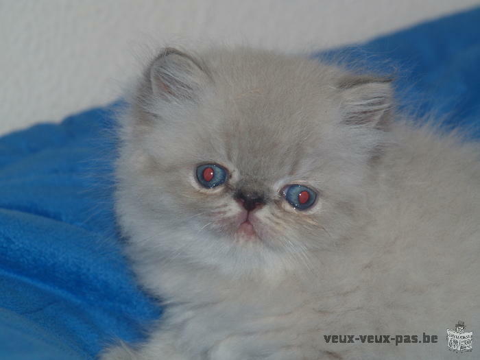 chatons persans colourpoint disponible de suite!