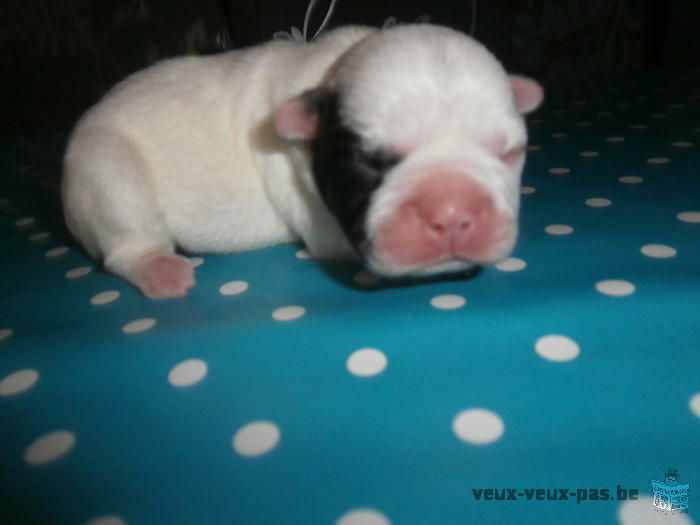 bébés bouledogue francais a vendre