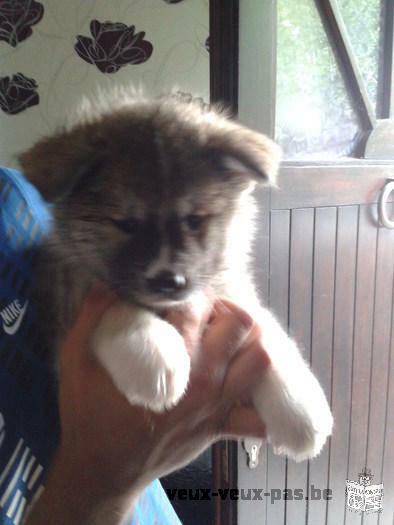 Chiot Akita inu