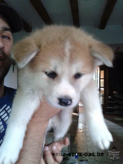 Chiot Akita inu