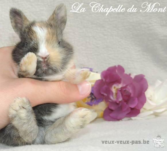 Bébés lapins à adopter