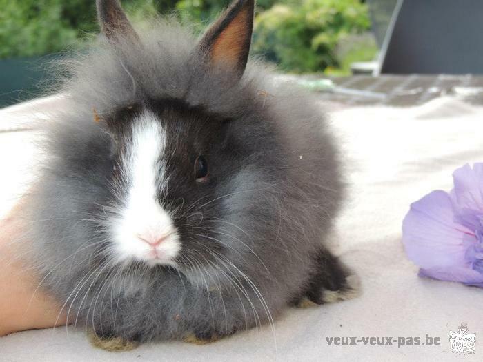 Bébés lapins à adopter