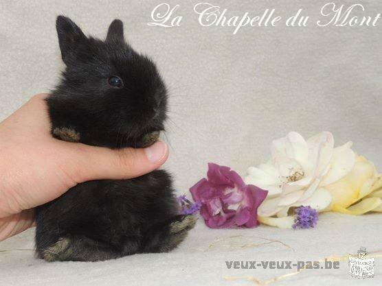 Bébés lapins à adopter