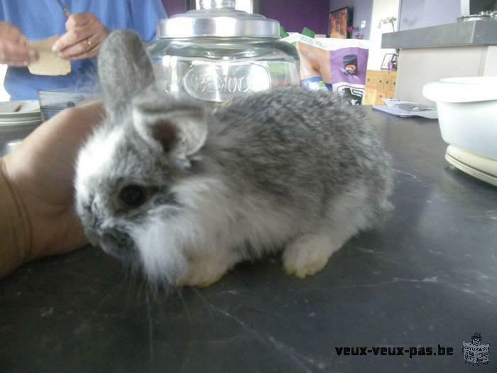 Bébés lapins à adopter