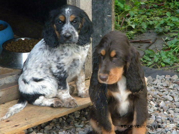 très beaux chiots cockers anglais trois couleurs et bleus rouans