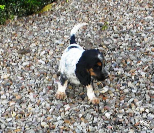 Two beautiful English cocker puppies males, one three colors, one blue roan for sale