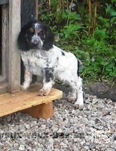 Two beautiful English cocker puppies males, one three colors, one blue roan for sale