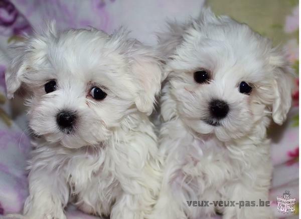 don du magnifique Chiots bichon maltais