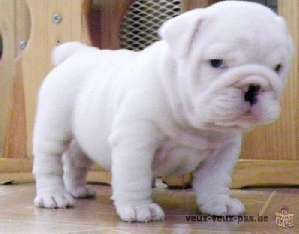 Bulldog Anglais femelle de 3mois