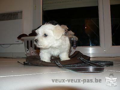 Magnifique chiot type bichon maltais