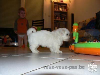 Magnifique chiot type bichon maltais