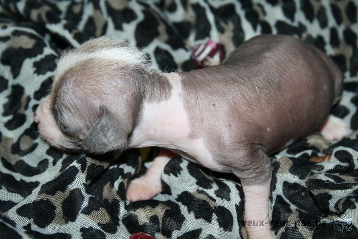 a réserver chiots nus hairless