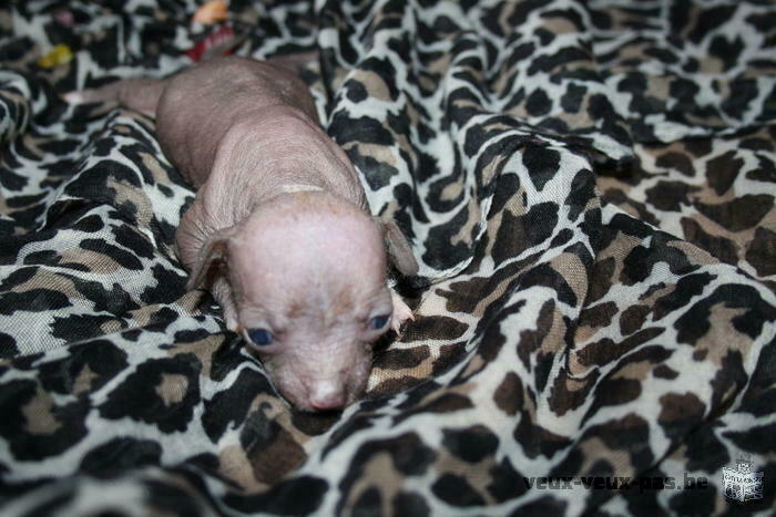 a réserver chiots nus hairless