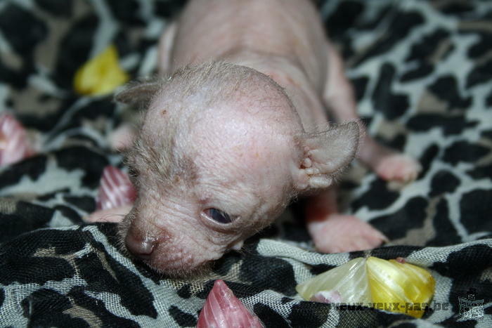 a réserver chiots nus hairless