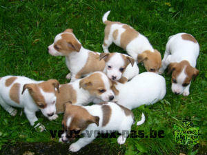 Adoption de mes adorables chiots jack russel terrier