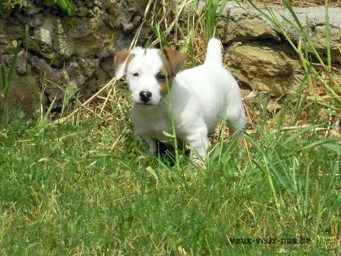 Adoption de mes adorables chiots jack russel terrier