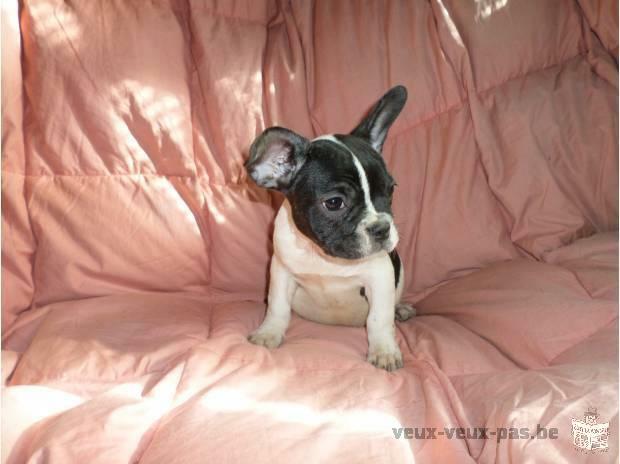 2 chiots type bouledogue français non lof