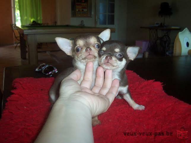 Chihuahua chiots non lof