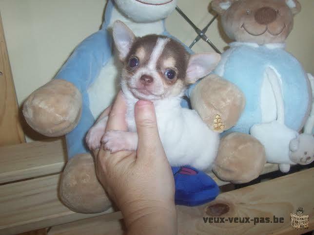 Chihuahua chiots non lof