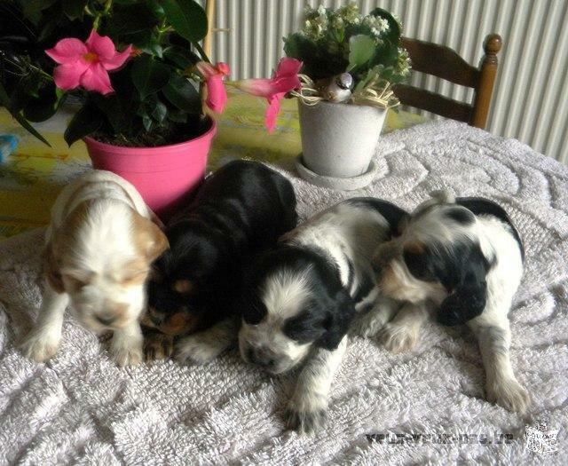 Puppies English cocker spaniel, several colors