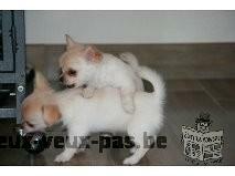 A DONNER 1 males et 1 femelles chihuahua a poils longs non