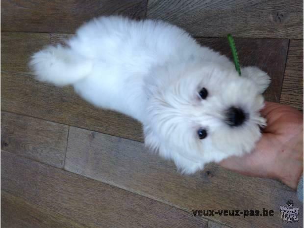 A donner Bichon Maltais mâle et femelle non lof