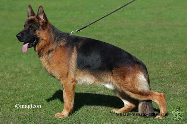 A réserver pour Février Magnifiques Chiots Berger Allemand noir et feu